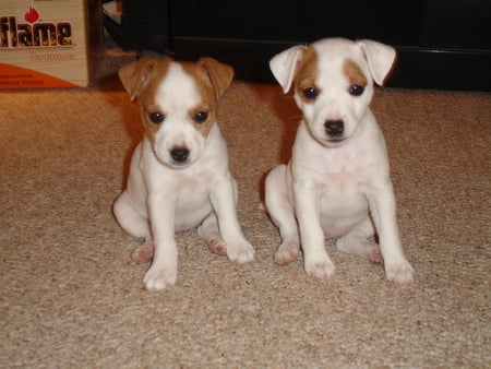 Jack Russell Puppies - puppies