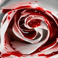 bloody rose