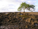 lonely tree