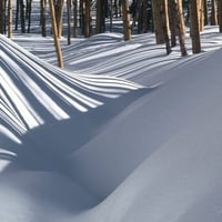 snow and trees