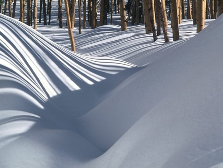 snow and trees - snow and trees