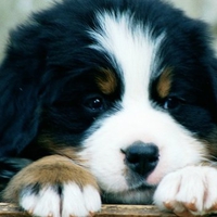 Berner dog