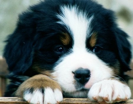 Berner dog - dogs, berner, animals