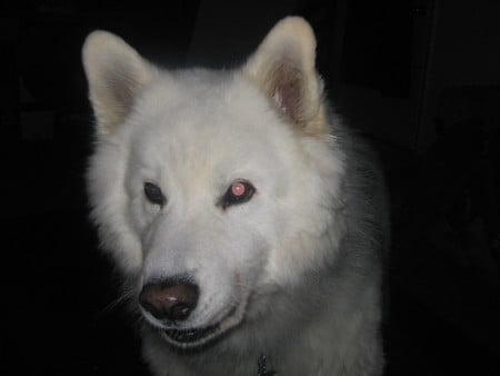 my samoyed huskie - samoyed huskie