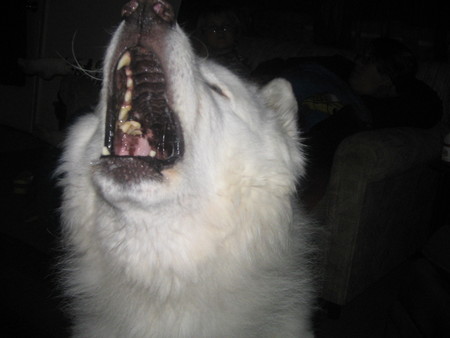 samoyed - huskie