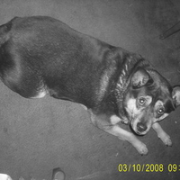 Buddy