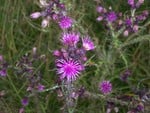 Purple Thistle