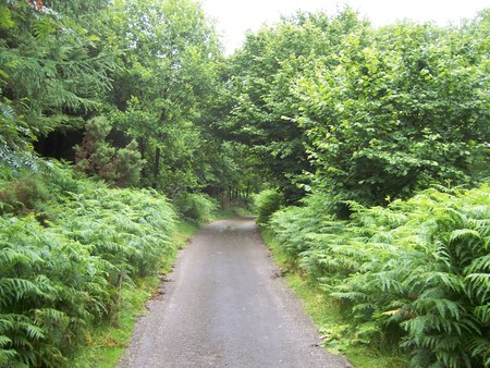 I wonder..... - trees, secret, forest