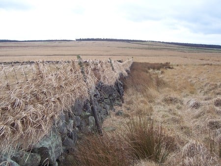 Grassy fence - field, yorkshire, moors, grass