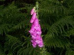 Foxglove after rain