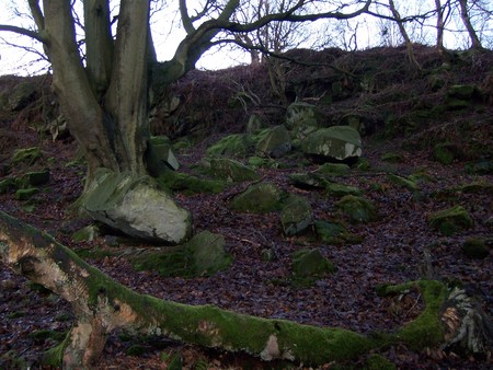 Rockery - rock, glade, forest, tree