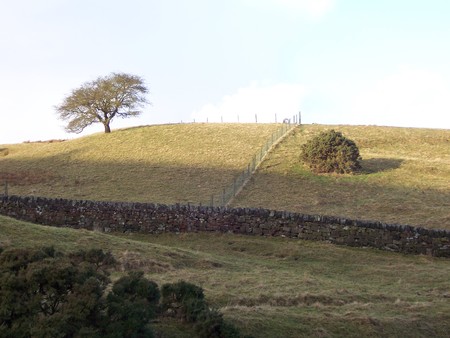 Lonely tree - field, grass, tree