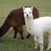 Alpaca