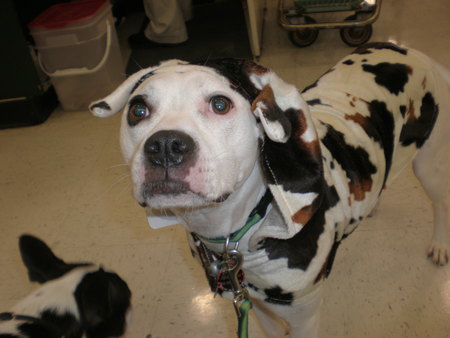 JEZEBEL AS A COW FOR HALLOWEEN - pit