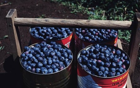 Blueberry (WDS) - photography, wds, comestible, food, blueberry, widescreen, fruit