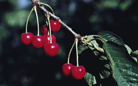 Cherry (WDS) - cherries, photography, wds, comestible, food, cherry, widescreen, fruit