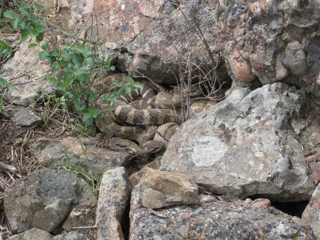 Reptiles - reptiles, animals, snake, rocks