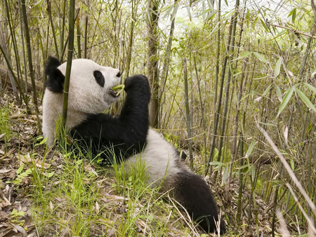 Funny panda - nice, panda, funny, animals