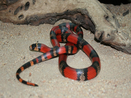 Little Pretty Snake - animals, little, reptiles, snake