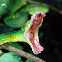 Green Snake Dangerous