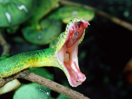 Green Snake Dangerous - snake, animals, dangerous, green, reptiles