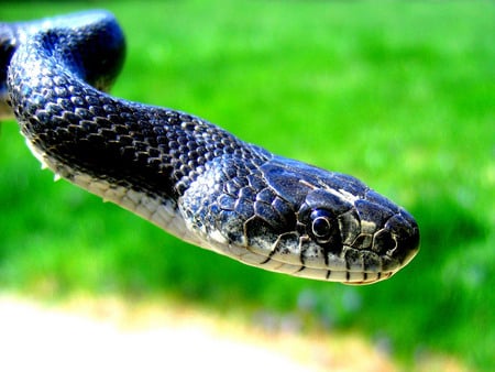 Snake - snake, green, animals, reptiles