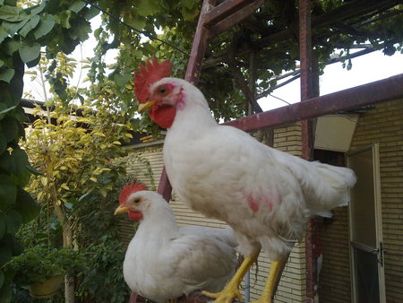 hens - love with hens, hens, 2 hens, alone hens