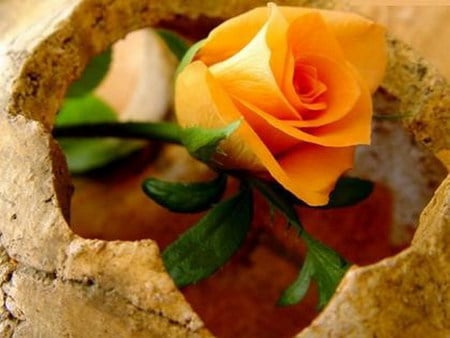 orange rose - orange, bud, rose, vase