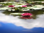 lily pond