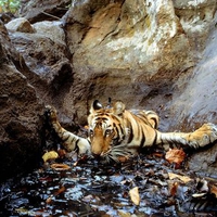 Indian Tiger