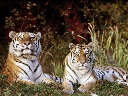 Siberian Tigers - cats, siberian tiger, tiger, animals