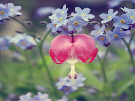 single - bleeding heart, forgetmenot, pink, blue, flower