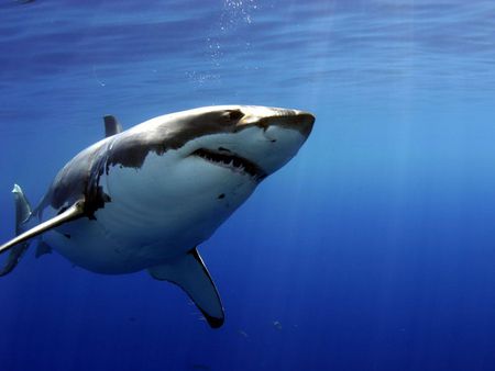 White Shark - oceans, sharks, blue, animals