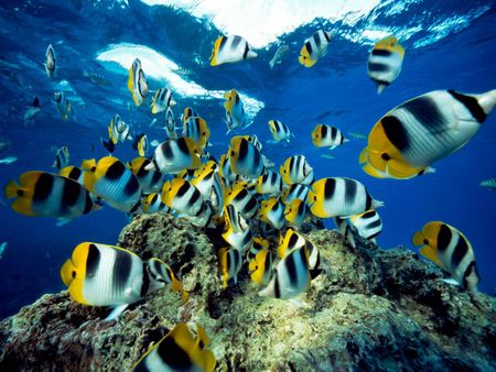 Butterflyfish Undersea - fish, oceans, butterflyfish, animals