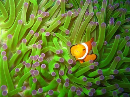 Clownfish - fish, clownfish, animals, little