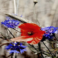 wild flowers