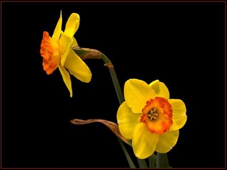 daffodil - together, flower, yellow, orange