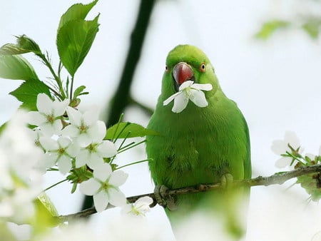 parrot - white, parrot, green, blossom, tree, flower, spring