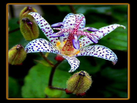 lily - dots, purple, japanese, egzotic, flower