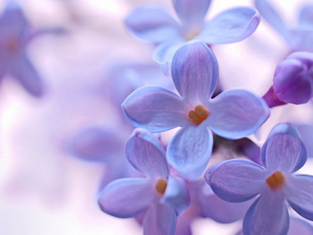 lilac - purple, macro, lilac, spring, flower