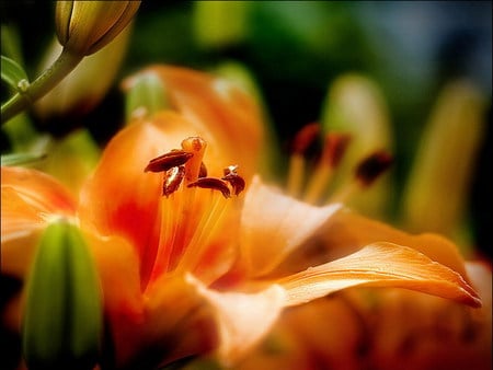 lily - bright, lily, flower, orenge