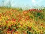 Turkish Red Poppies