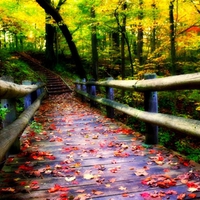 autumn leaves on the bridge