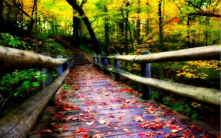 autumn leaves on the bridge - forest, leaves, autumn, bridge