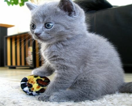 Ball-Conquered - ball, grey, conquered, kitten