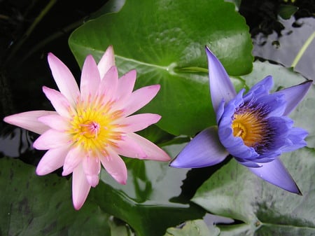 waterlily - blue, flower, pink, waterlily