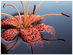 tiger lily