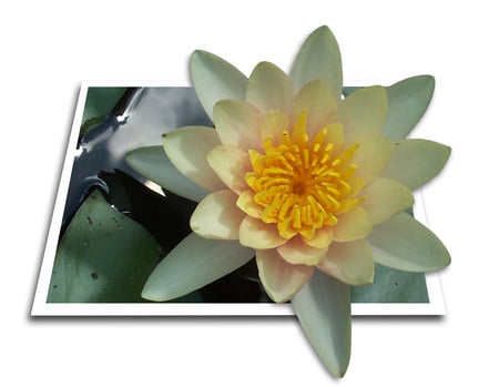 waterlily - beauty, 3d, white, waterlily