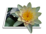 waterlily