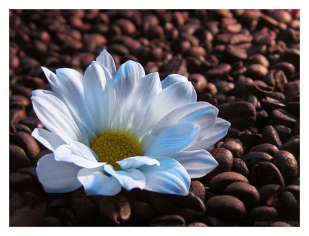 daisy - fresh, white, coffee, daisy, morning